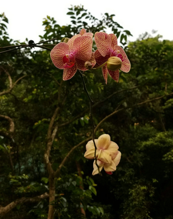 收獲美麗的花朵